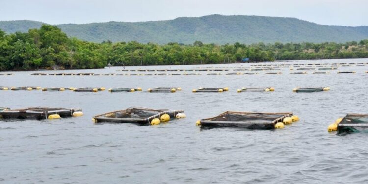 Parceria do Governo de Goiás com a iniciativa privada vai levar investimento de R$ 30 milhões para implementar criadouro de peixe de larga escala e frigorífico, em Minaçu, no Norte goiano. A expectativa é que a produção chegue até três milhões de toneladas de tilápia, por ano, até 2024, e com geração de 185 novos empregos, sendo 155 diretos e 30 indiretos.

As atividades de piscicultura começam ainda neste mês de outubro e devem ter a primeira comercialização no primeiro semestre de 2022. O processo de implementação terá duas etapas e a empresa deve estar em plena produção até 2024.

As atividades começam neste mês de outubro e devem ter a primeira comercialização no primeiro semestre de 2022. a implementação terá duas etapas e a empresa deve estar em plena produção até 2024 (Foto: divulgação)