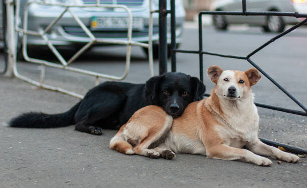 nao-prestar-socorro-a-animais-atropelados-sera-passivel-de-multa-de-r$-1-mil