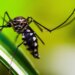 brasil-tem-quase-mil-mortes-por-dengue-em-investigacao