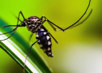 bairros-de-sp-ultrapassam-300-casos-de-dengue-por-100-mil-habitantes